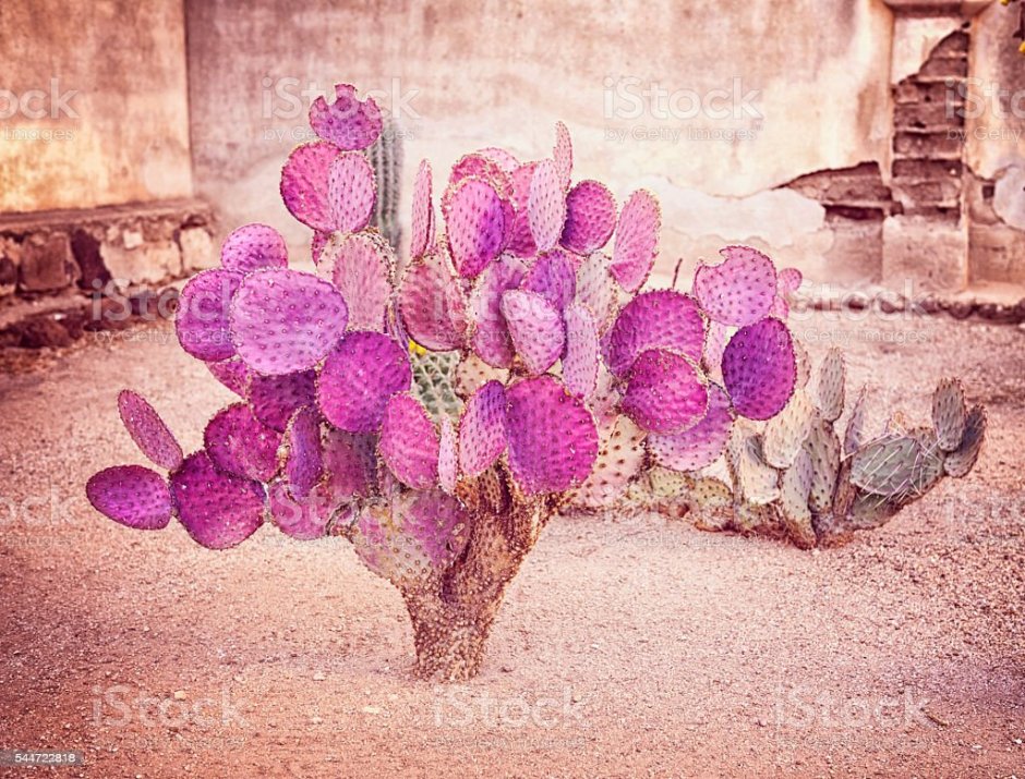 Пурпурный Кактус