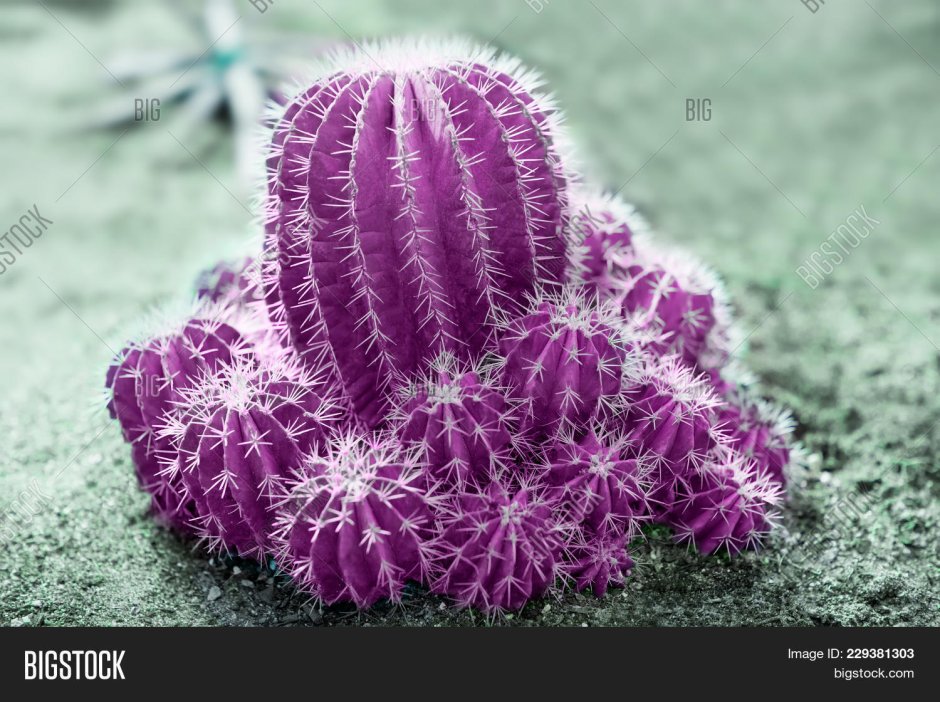 Кактус Эхинокактус грузони фиолетовый