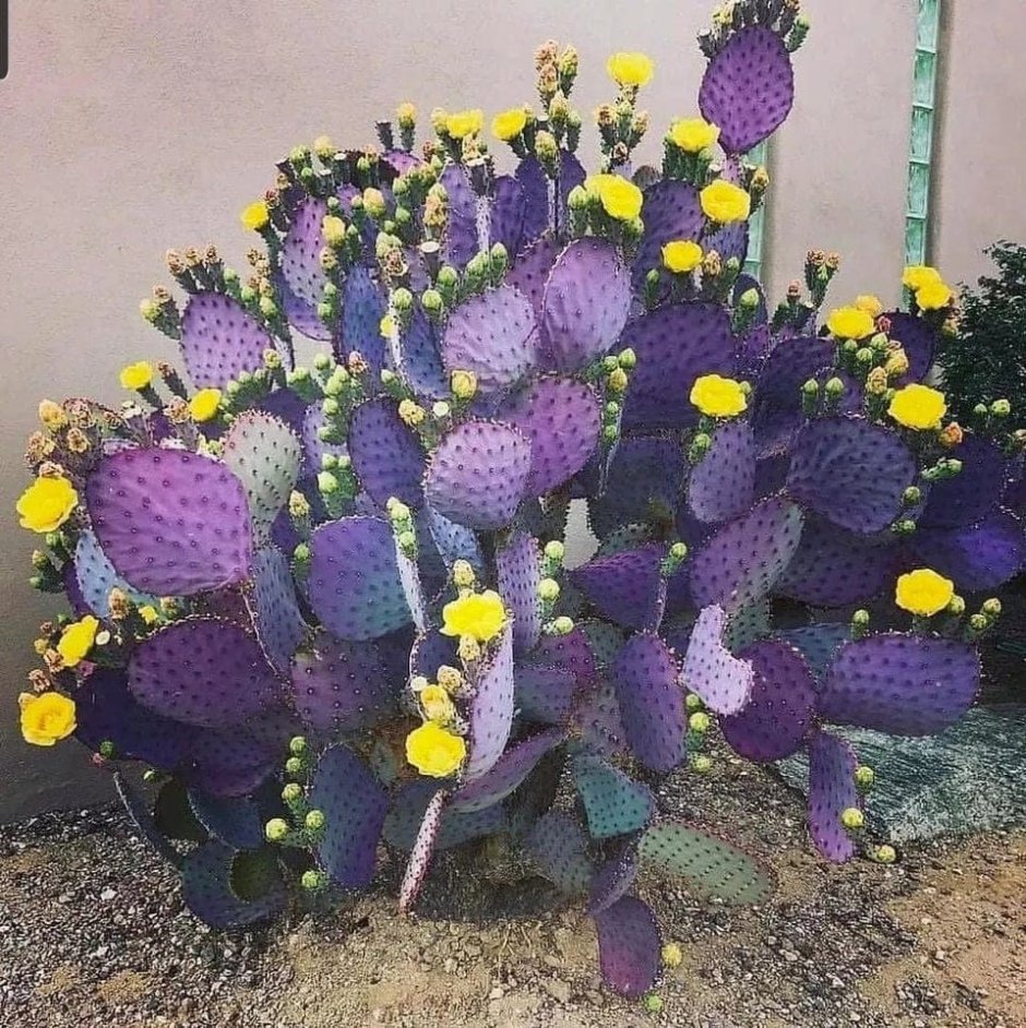 Purple Cactus