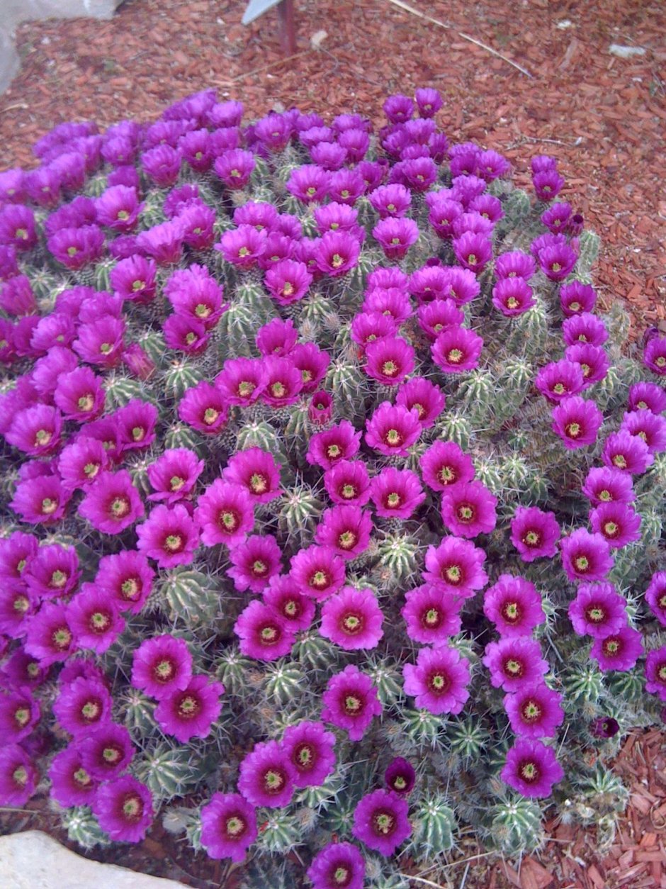 Суккулент Sulcorebutia