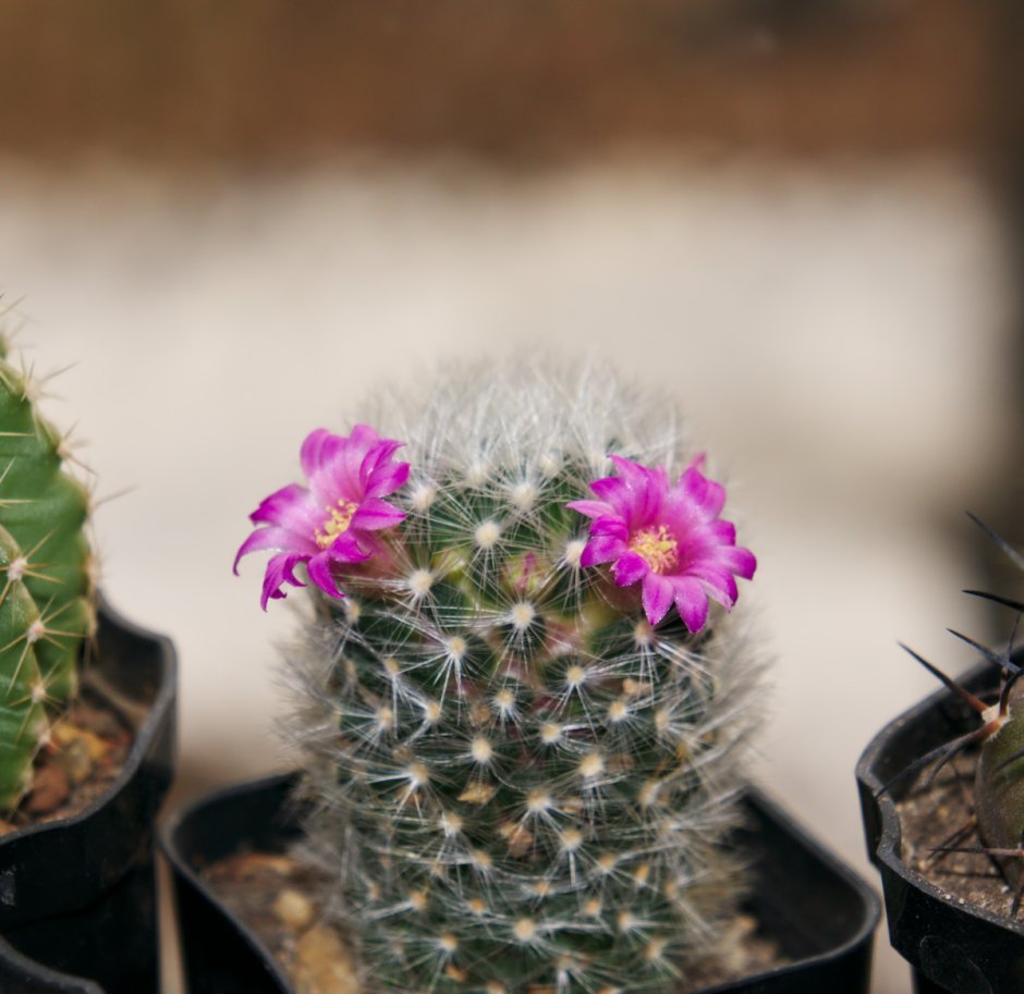 Mammillaria luethyi