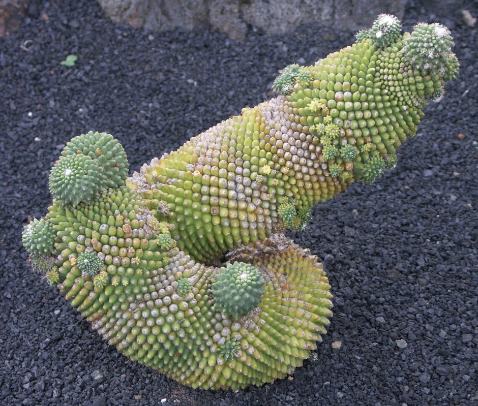 Необычные кактусы
