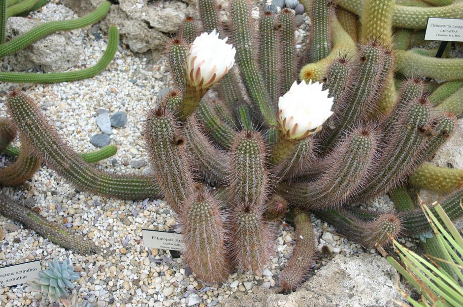 Echinopsis torolapana