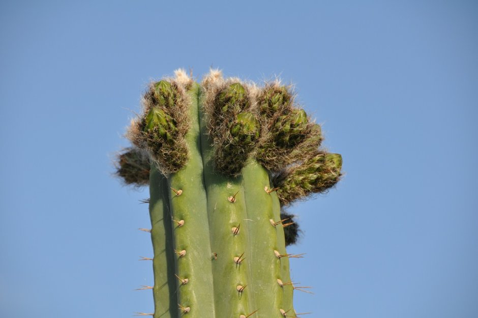 Виды кактусов трихоцереус