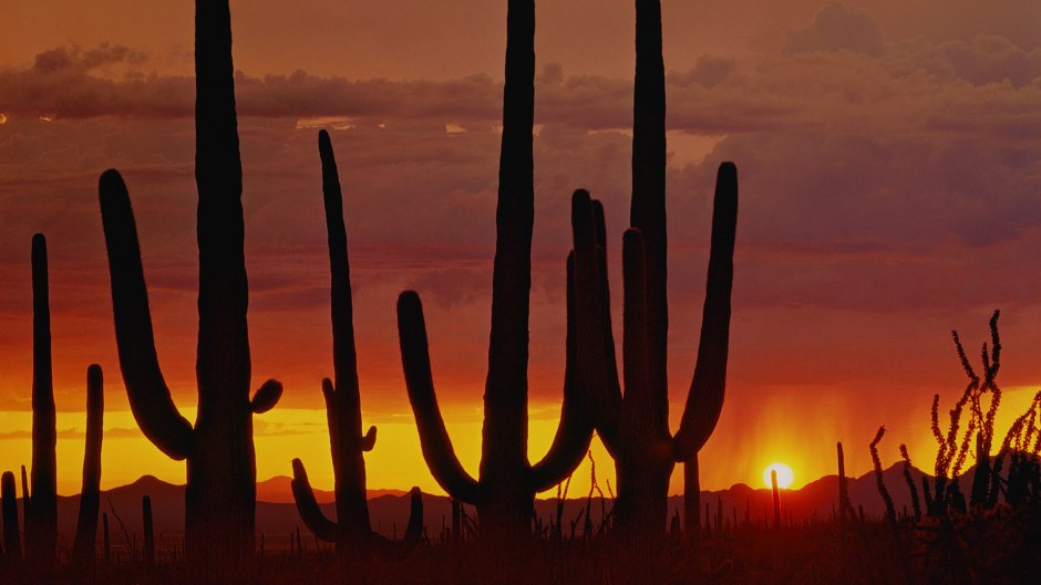 Пустыня закат кактусы