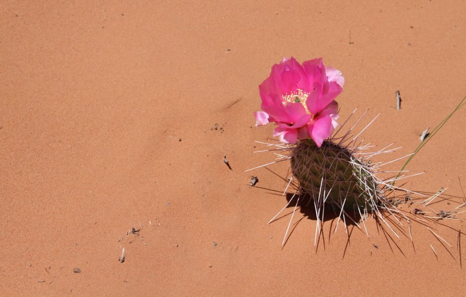 Песчаные цветы пустыни