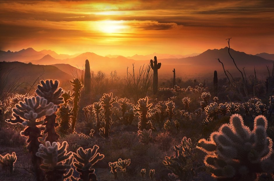 Мексика пустыня Сонора арт
