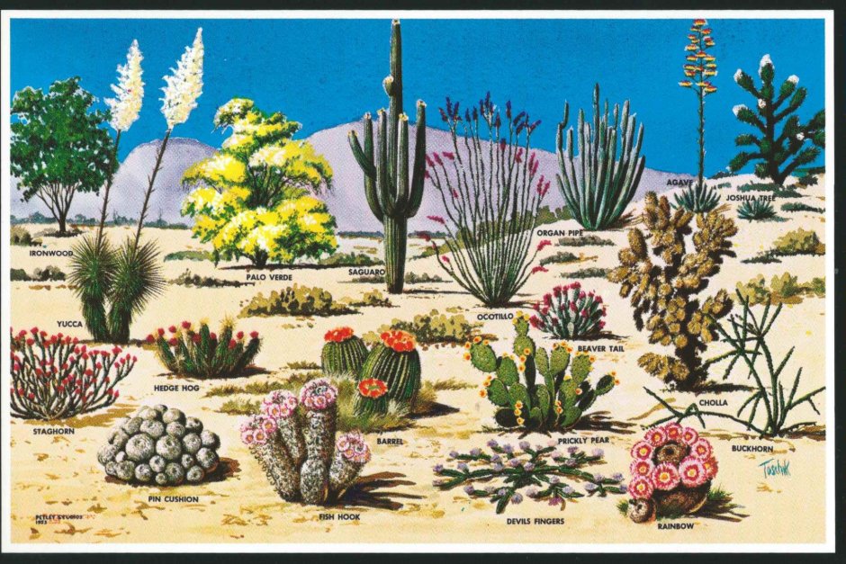 Растительность в пустынях