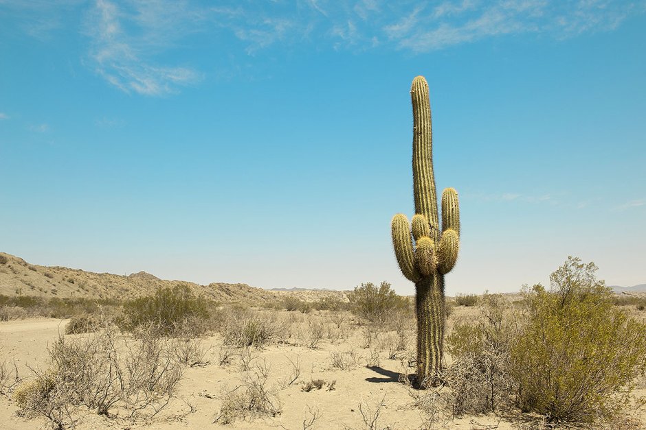Вялый Кактус в пустыне