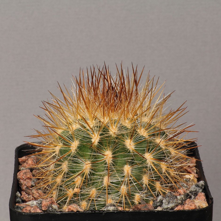 Pyrrhocactus Vexatus