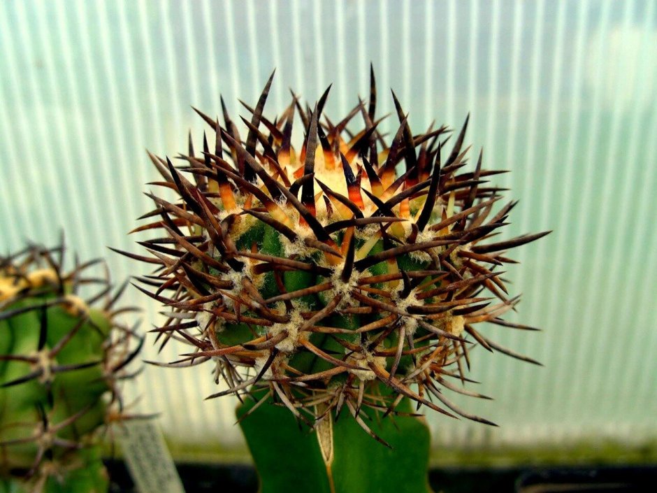 Кактус Eriosyce crispa Multicolor