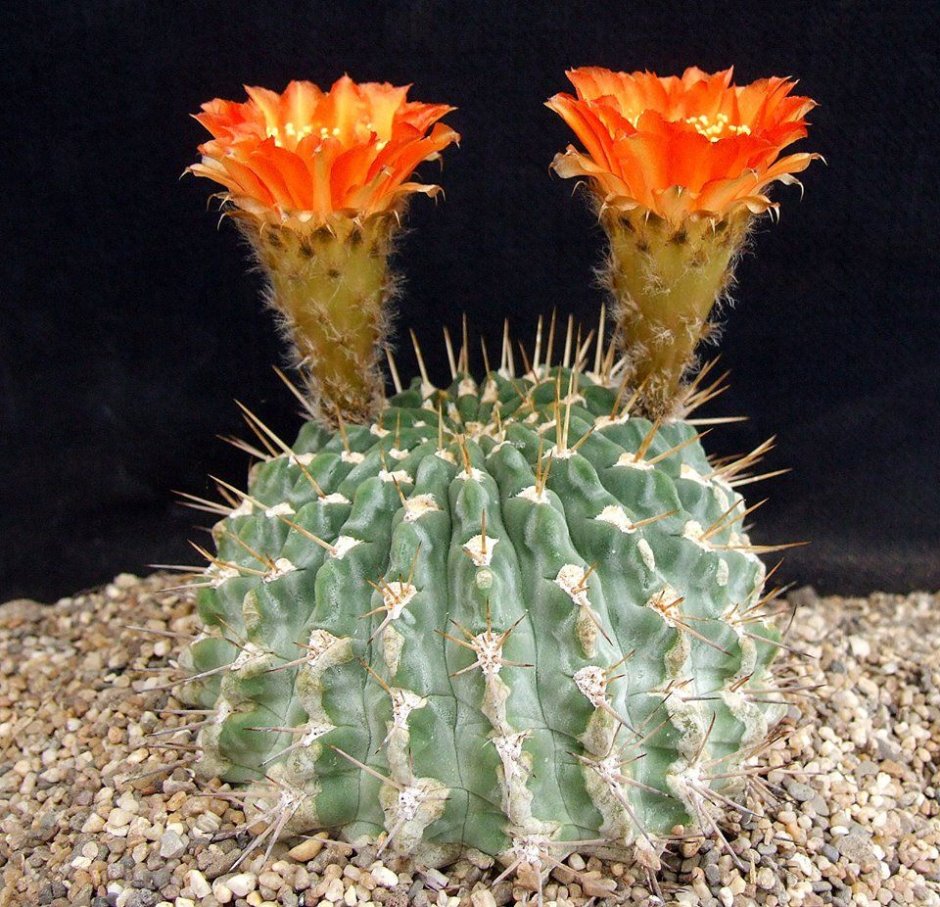 Horridocactus curvispinus