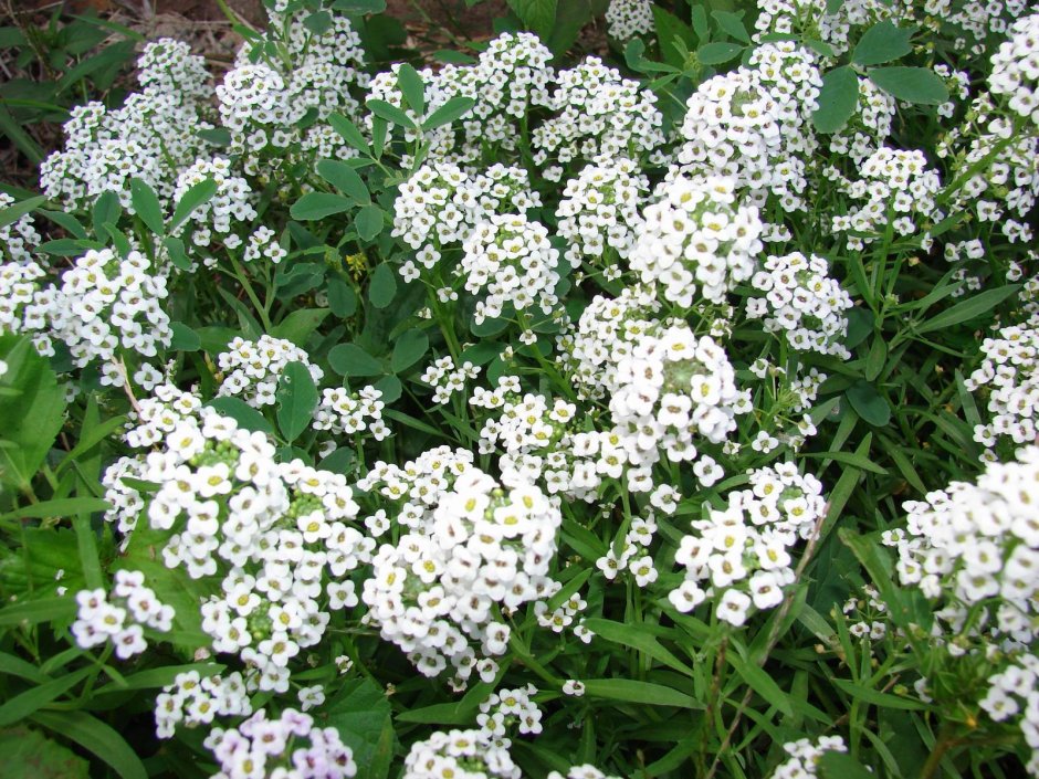 Алиссум морской (Lobularia maritima) "tiny tim"