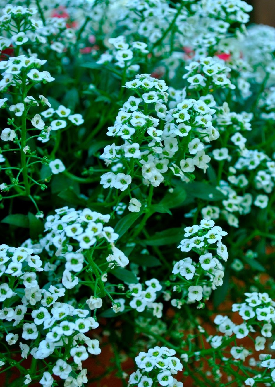 Алиссум морской (Lobularia maritima)