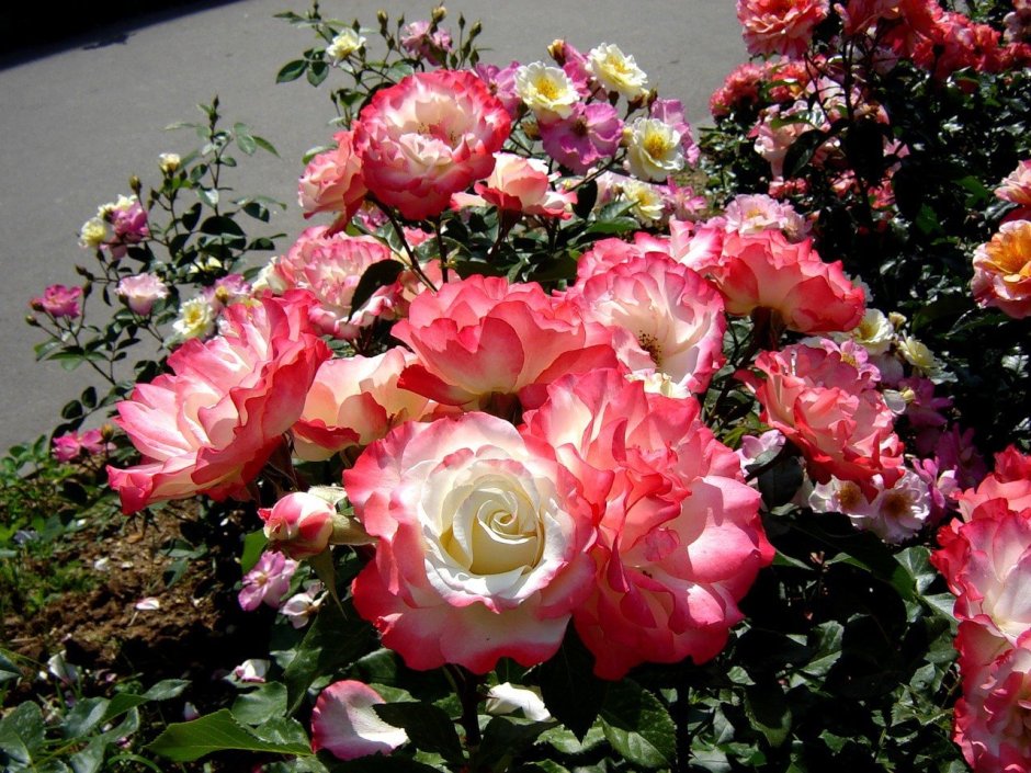 Карманьоль Carmagnole роза