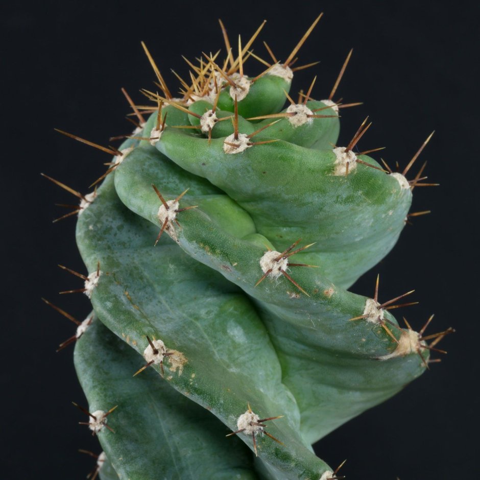 Кактус цереус перуанский цветет