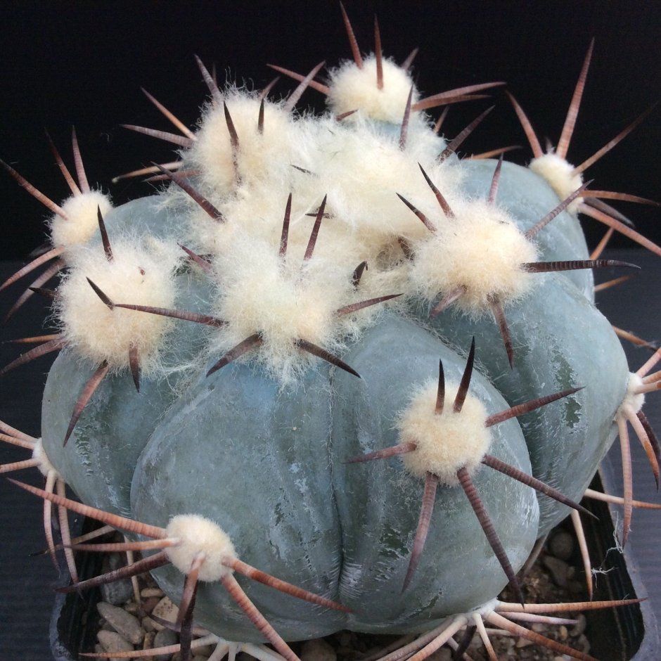 Echinocactus horizonthalonius jmt380