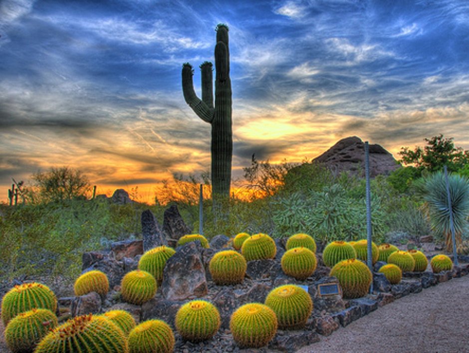 Аризона Финикс Ботанический сад