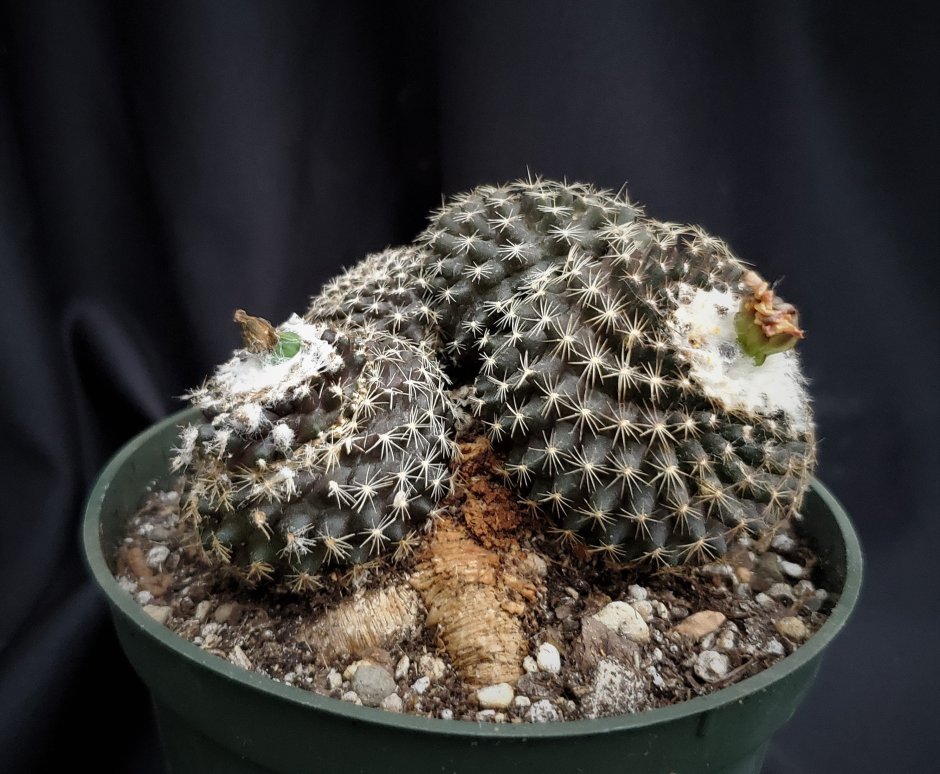 Horridocactus curvispinus