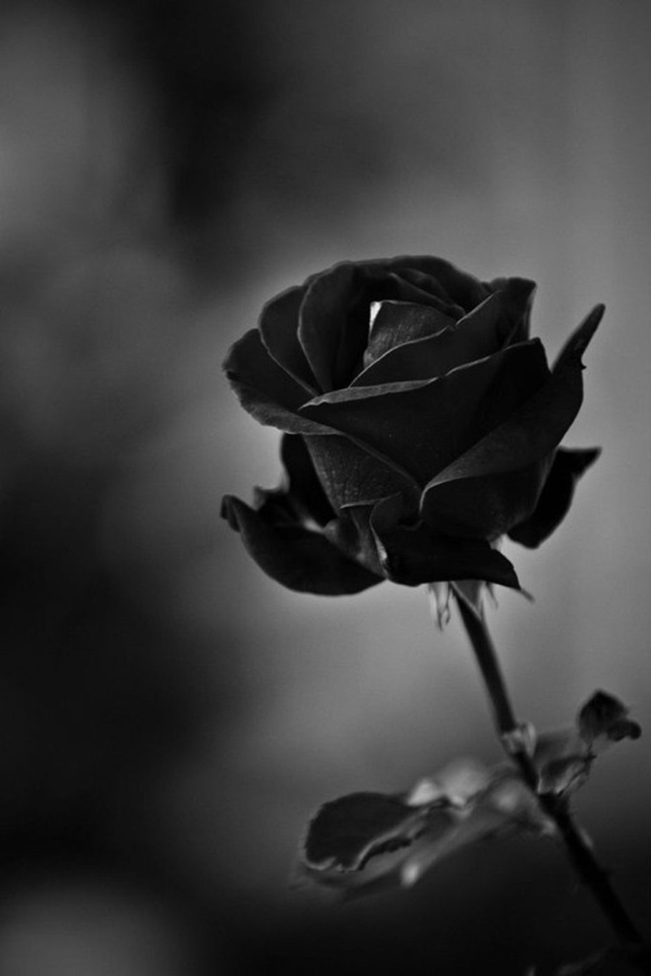Роза черного цвета