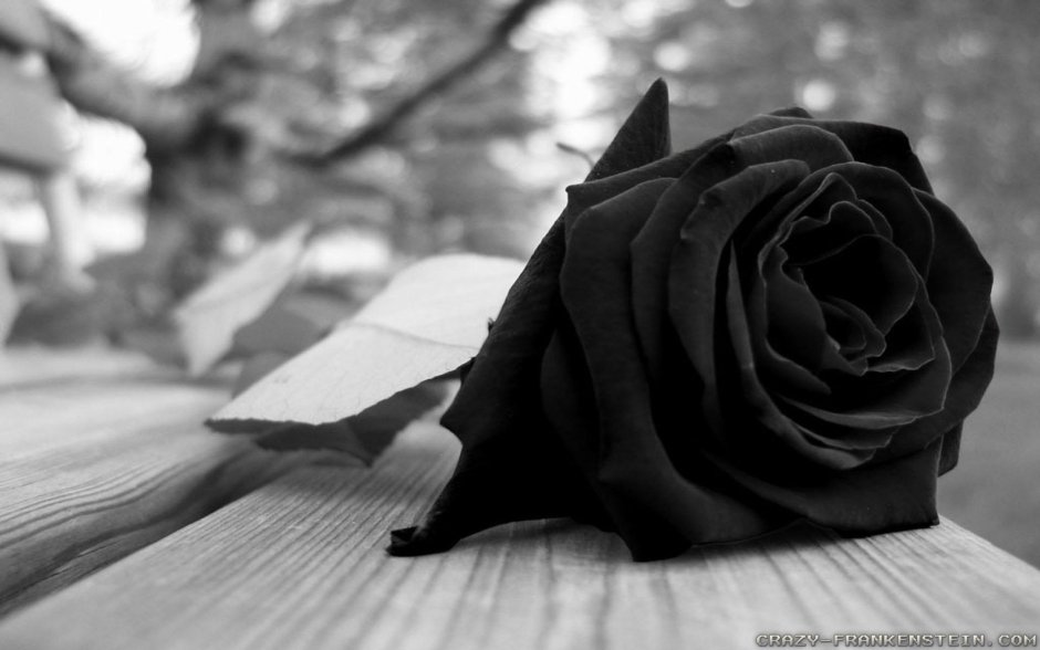 Траурные черные розы
