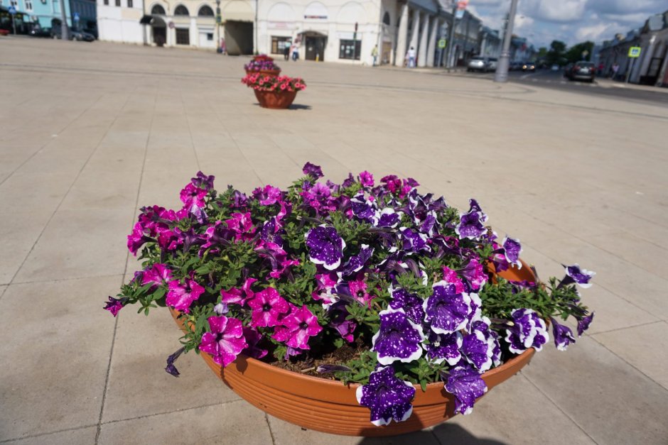 Фото вазонов с цветами на улицах города в Костроме и области
