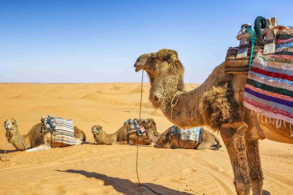 Верблюд Марокко экскурсия
