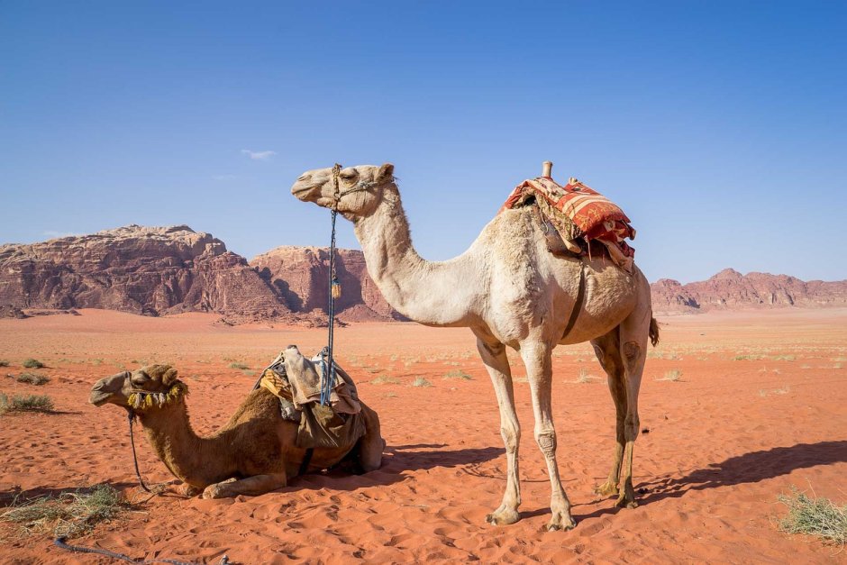 Фото пустыни с верблюдами