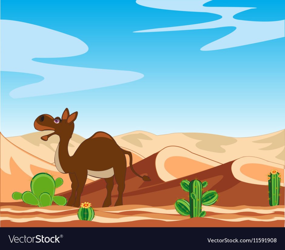 Африканский верблюд