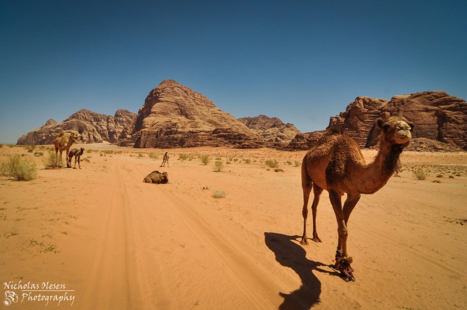 Пустыня сахара Верблюды