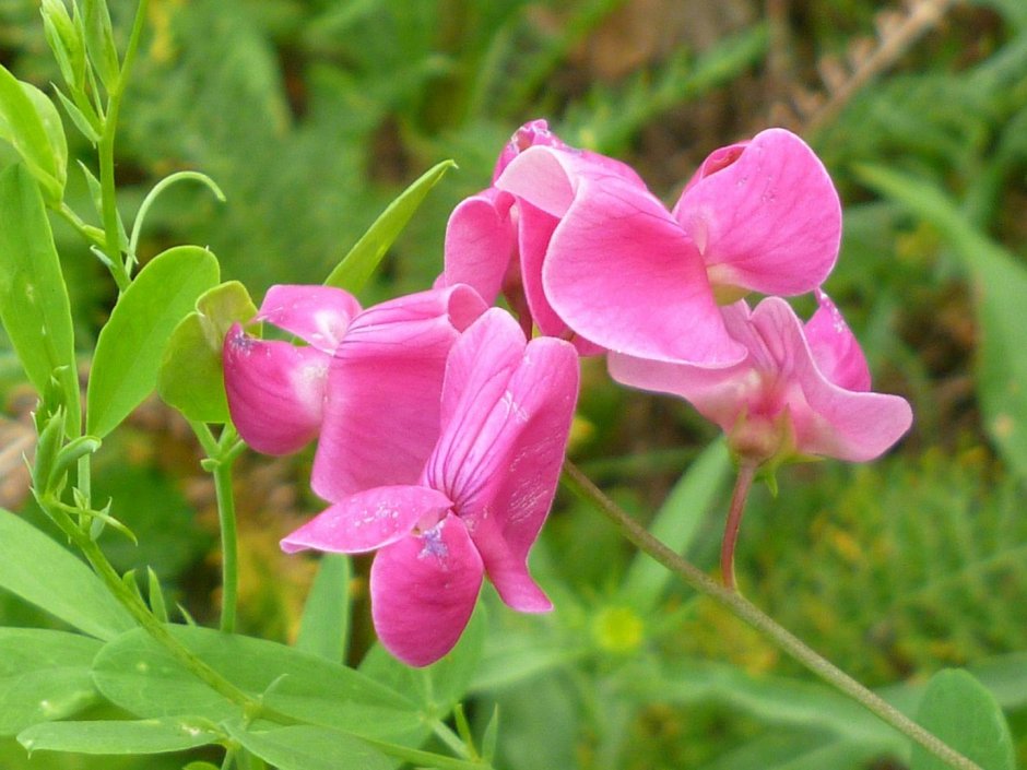 Чина Лесная Lathyrus Sylvestris