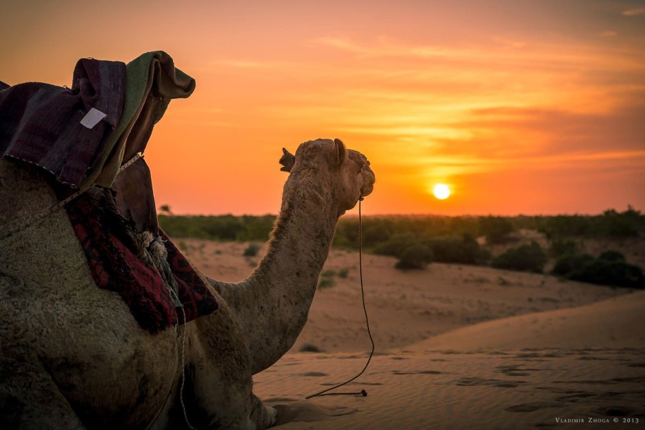 Верблюд в пустыне