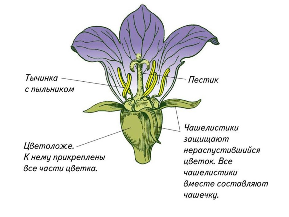 Цветок цветоложе околоцветник