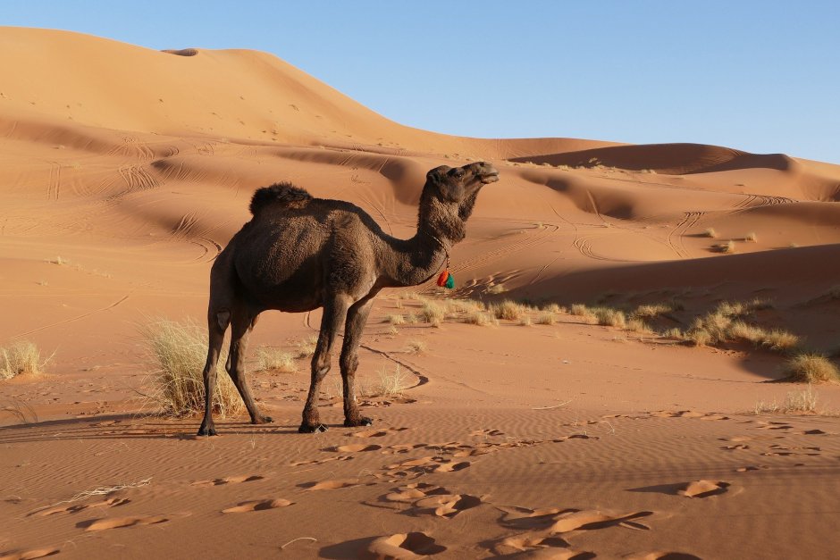 Животные пустыни мультяшные