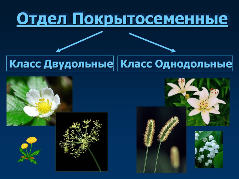 Отдел Покрытосеменные Однодольные и двудольные