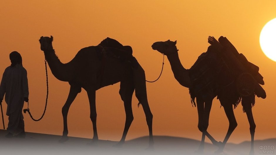 Пустыня караванщики Оазис