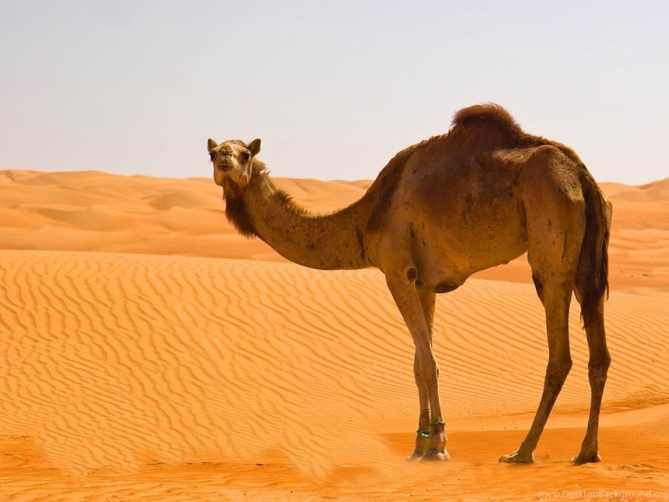 Верблюды в пустыне закат