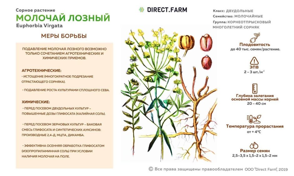 Сорное растение молочай лозный