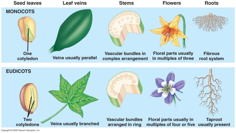 Monocots and dicots