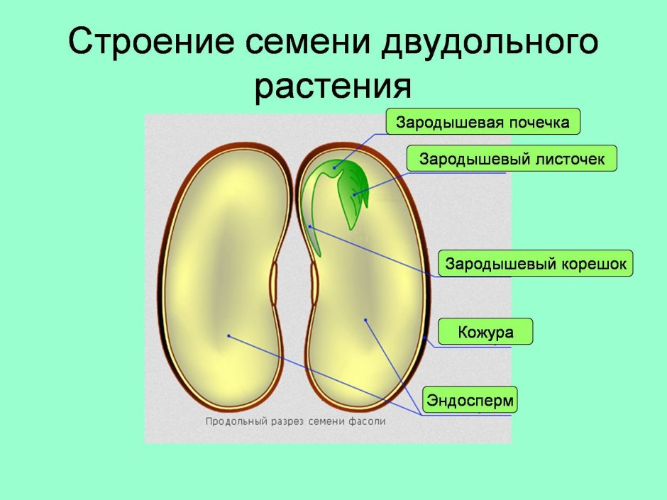 Типы жилкования листьев