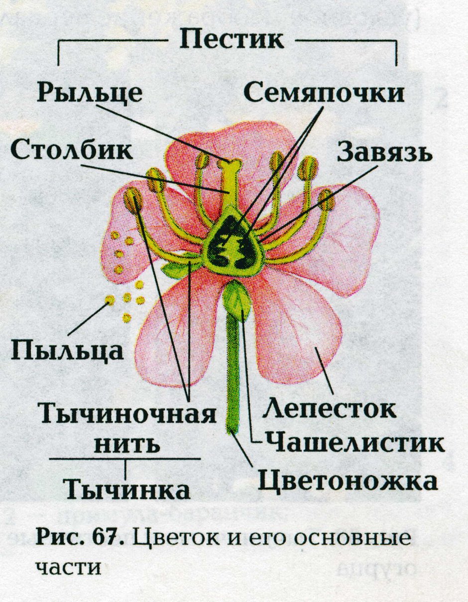 Бутоны ромашки полевой