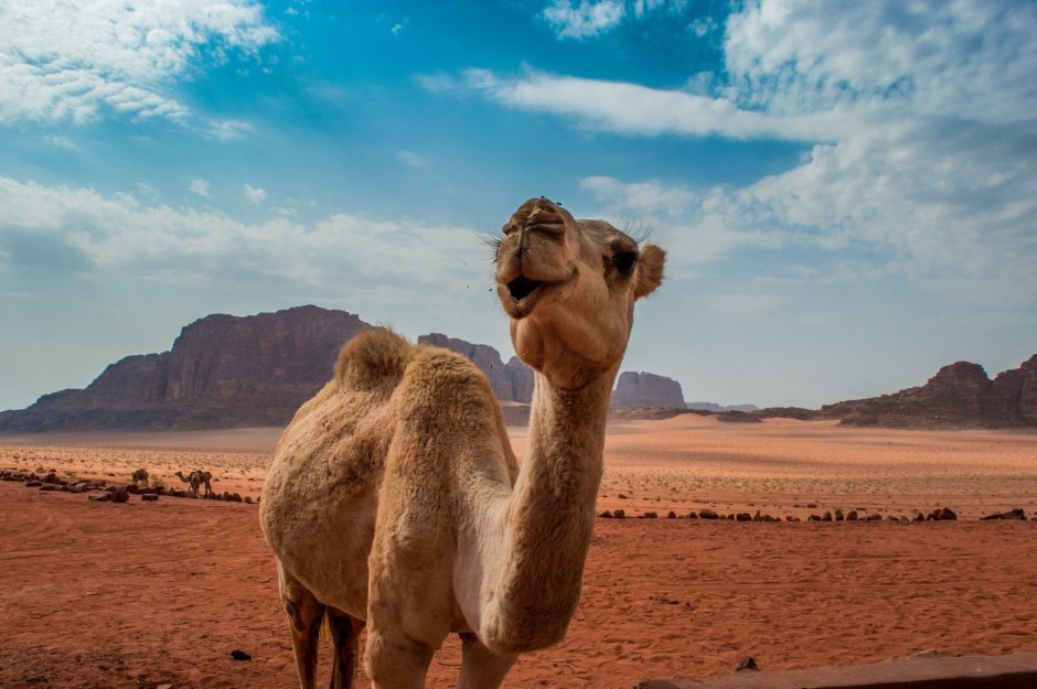 Тунис пляж верблюд