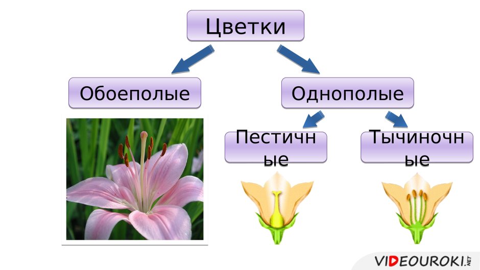 Покрытосеменные фото