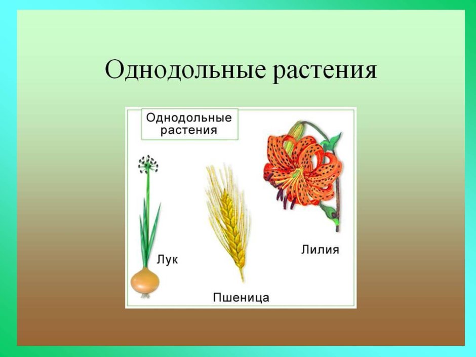 Жизненные формы однодольных и двудольных растений