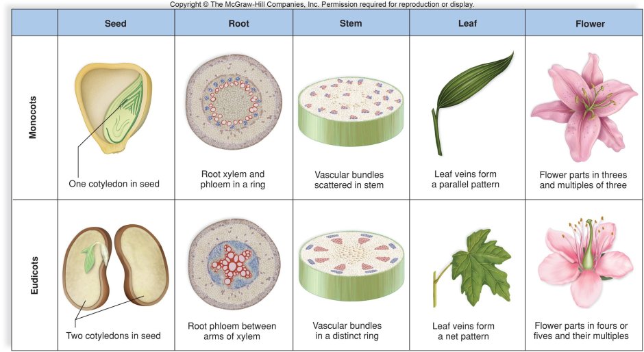 Monocots and dicots