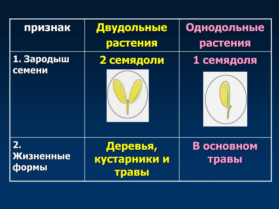 Франжипани Жасмин