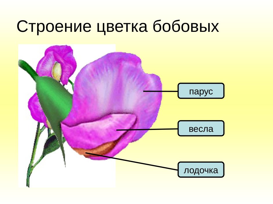 Двудольные растения