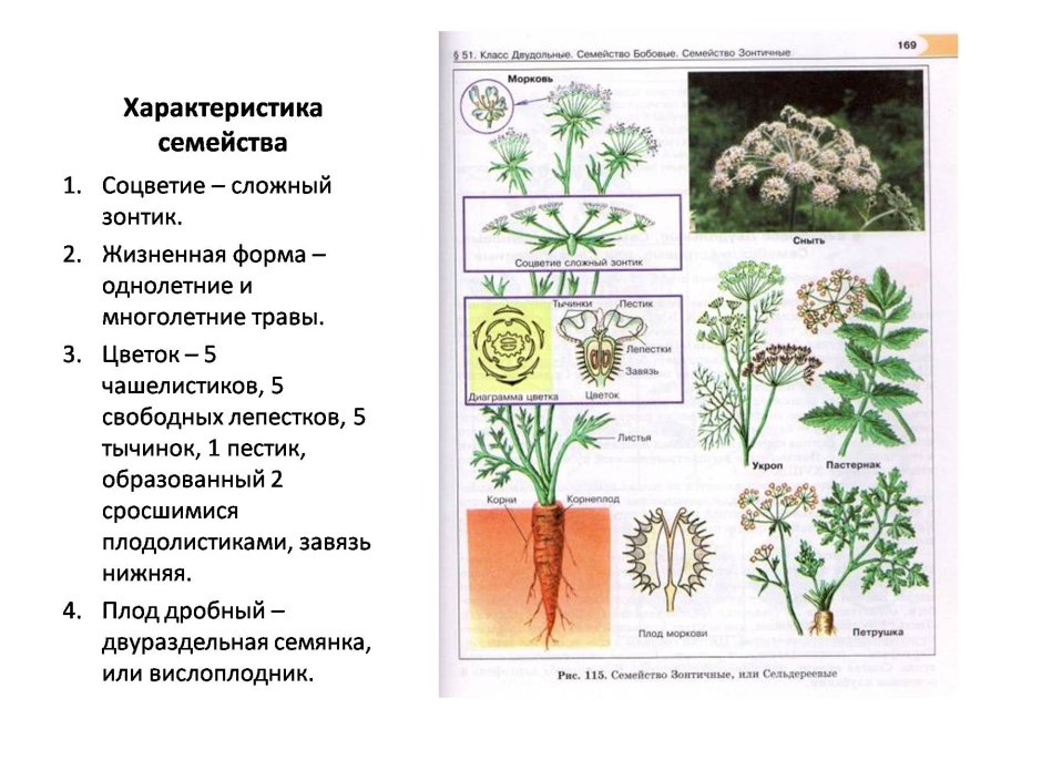 Остеросперос цветы