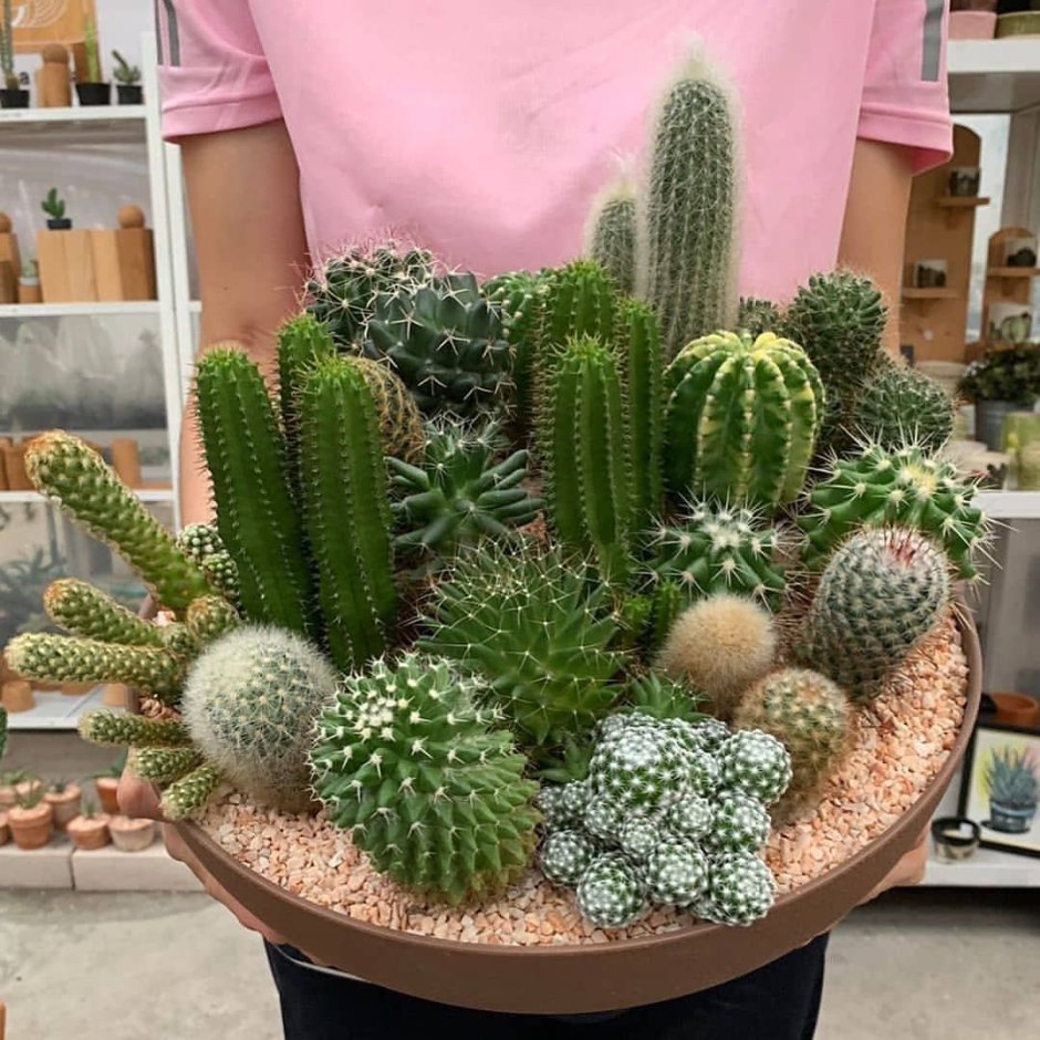 Инстаграм Cactus antikafe