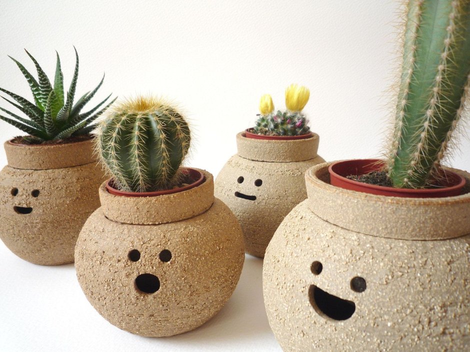 Cactus Pot горшки кактусы Суккуленты
